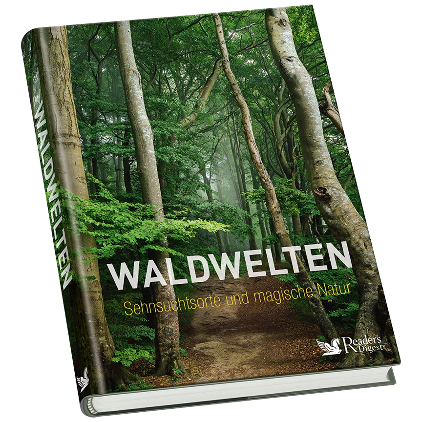 Eichhörnchen-Puzzle + Buch »Waldwelten« (2er-Set) - Image 3