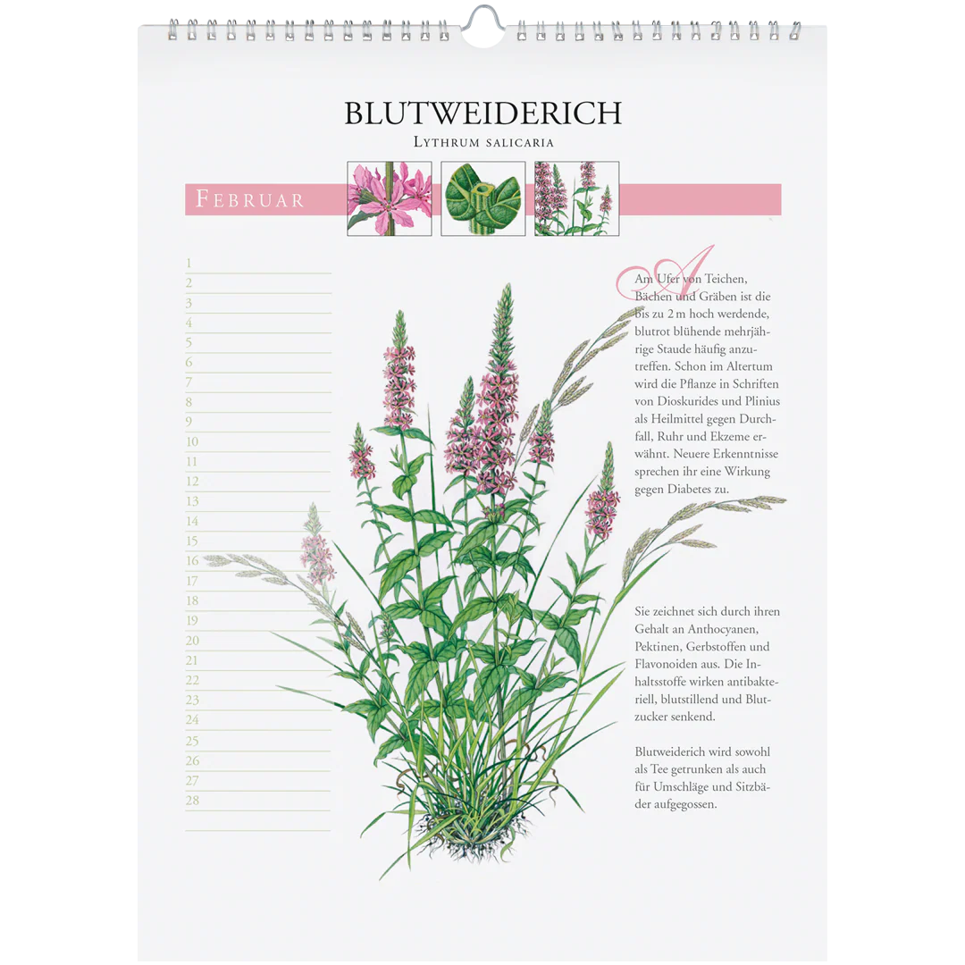Immerwährender Wandkalender "Heilpflanzen unserer Heimat" - Image 3