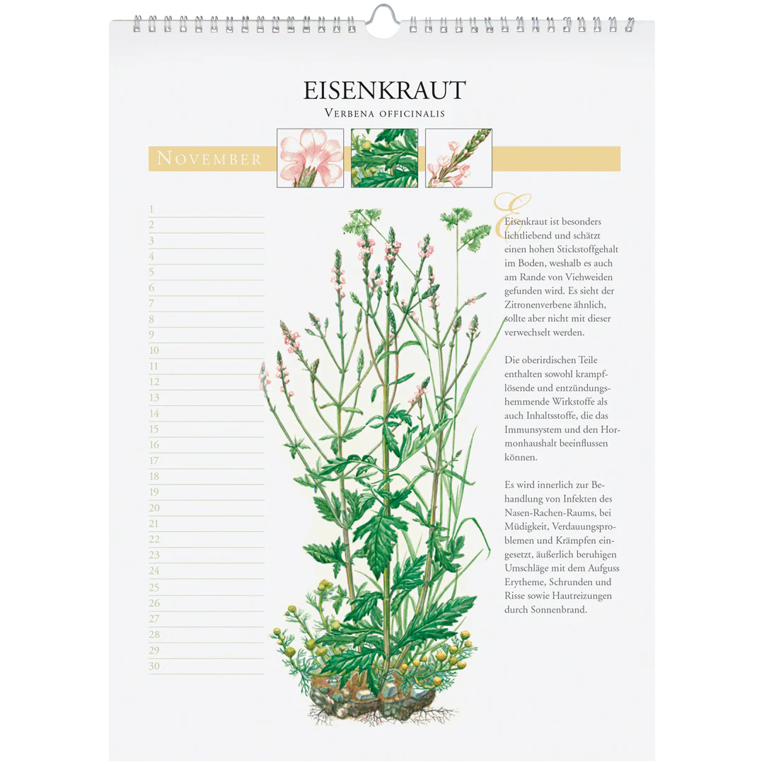 Immerwährender Wandkalender "Heilpflanzen unserer Heimat" - Image 9